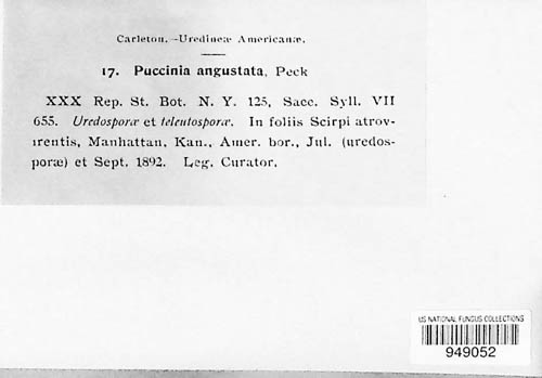 Puccinia angustata image